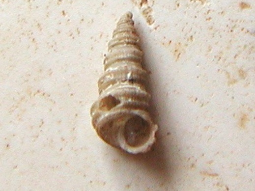 Mathilda gemmulata